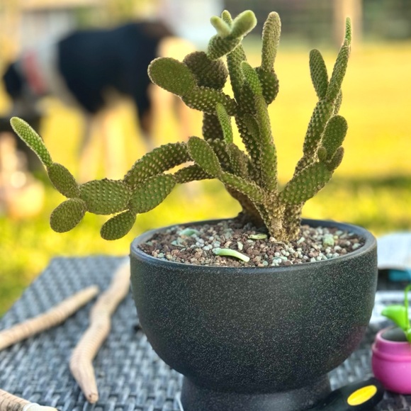 Meet your Posher, Renea! - Picture 11 of 15